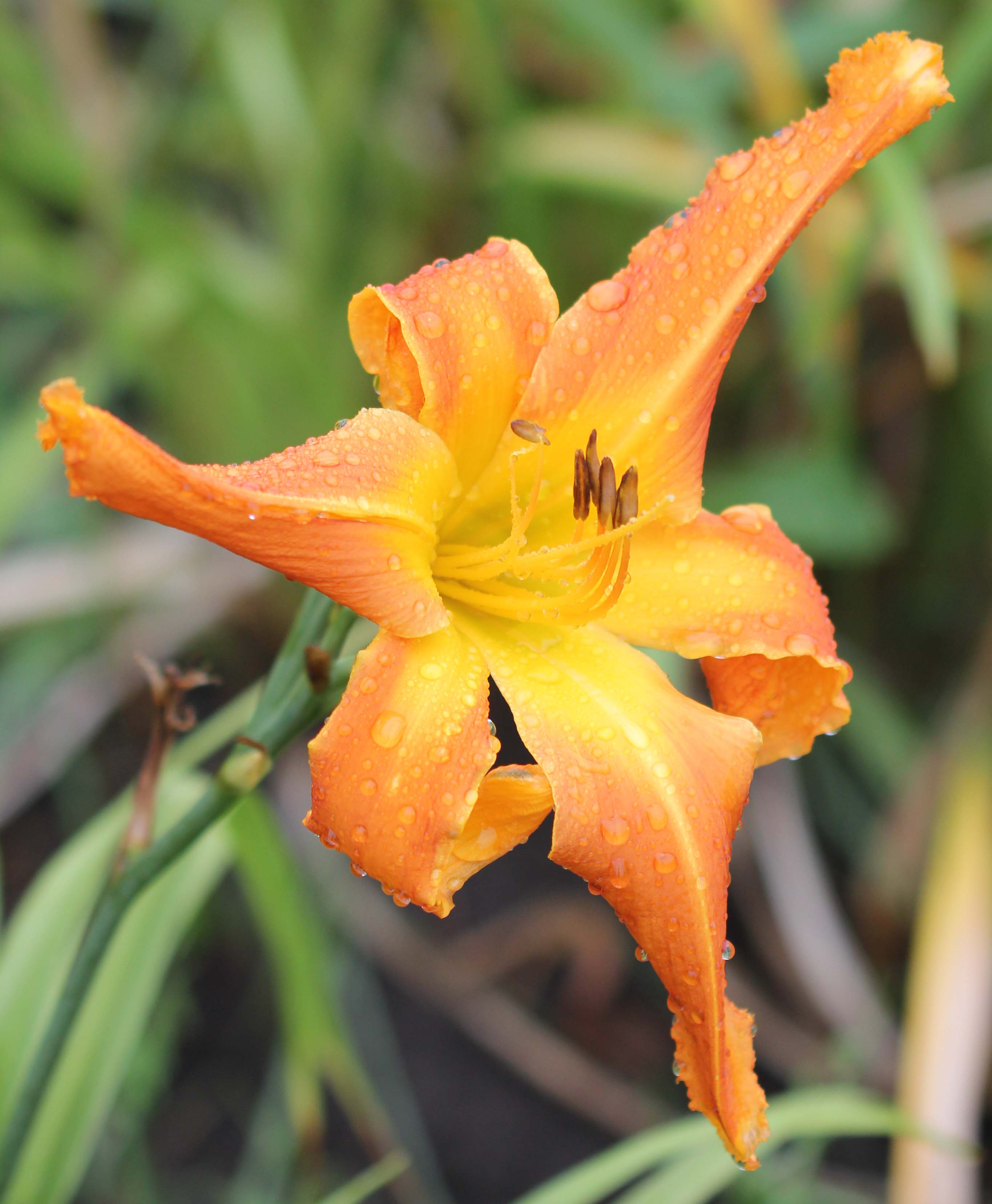 Orange Clown